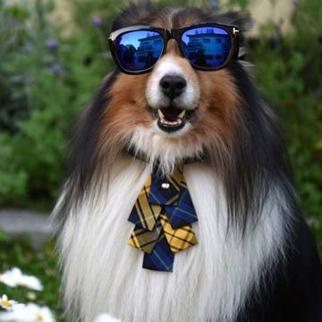 Picture of ZAZAZOO 狗狗格紋項圈套組（聖誕樹領結）