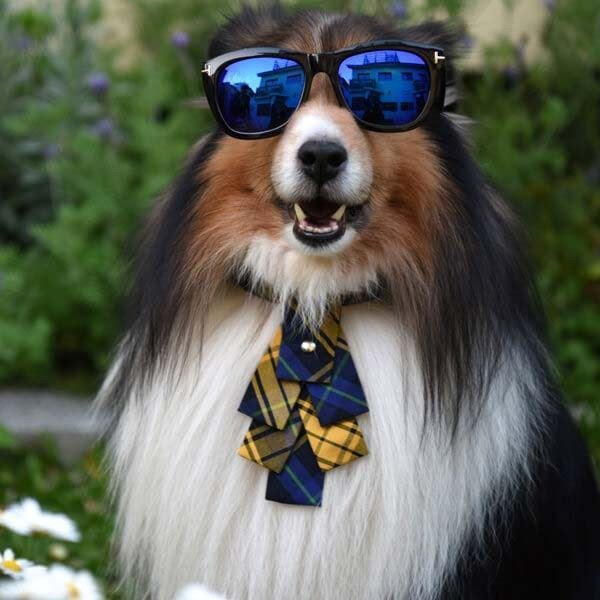 Picture of ZAZAZOO 狗狗格紋項圈套組（聖誕樹領結）