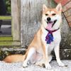 Picture of ZAZAZOO 狗狗格紋項圈套組（聖誕樹領結）