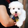 Picture of ZAZAZOO 狗狗格紋項圈套組（聖誕樹領結）