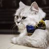 Picture of ZAZAZOO 貓貓格紋項圈套組