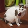 Picture of ZAZAZOO 貓貓格紋項圈套組